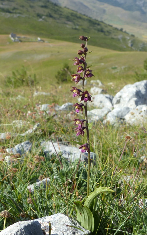 Orchidee a Campo Imperatore tra Medioevo e wilderness  primavera 2023